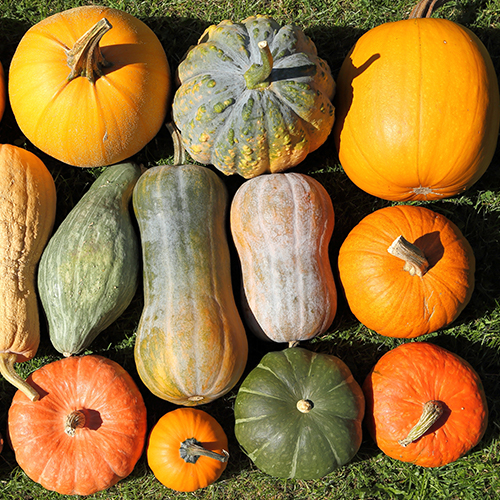Grouping of autumn pumpkins, gourds, and squashes Grouping of autumn pumpkins, gourds, and squashes